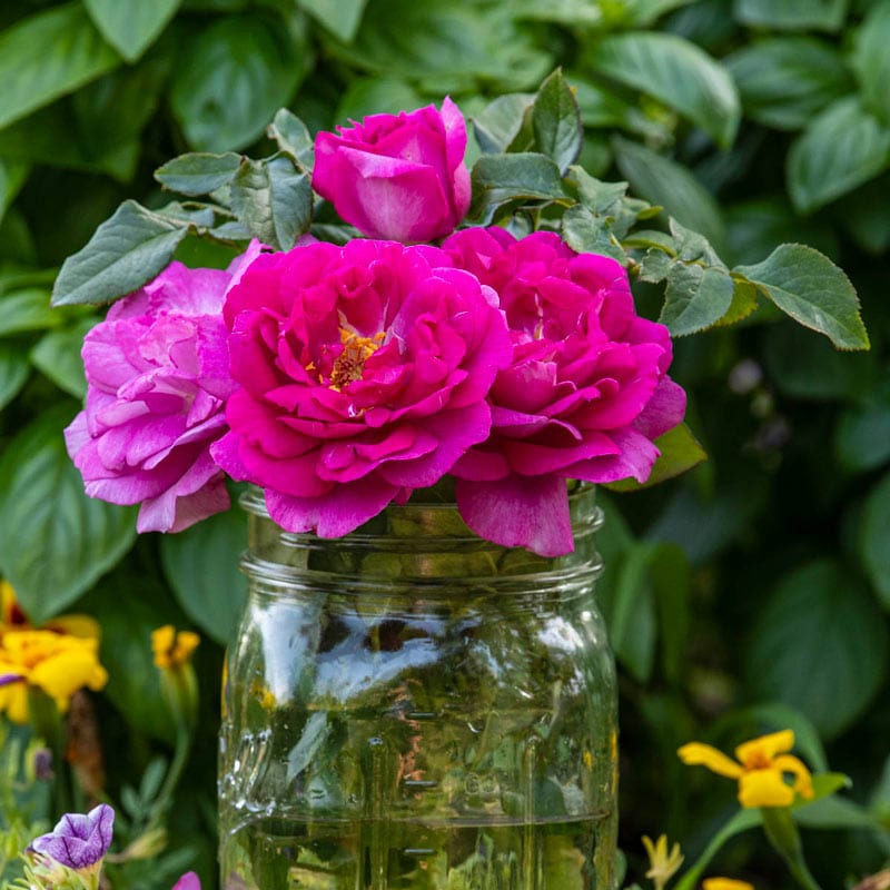 Perfume Factory Hybrid Tea Rose