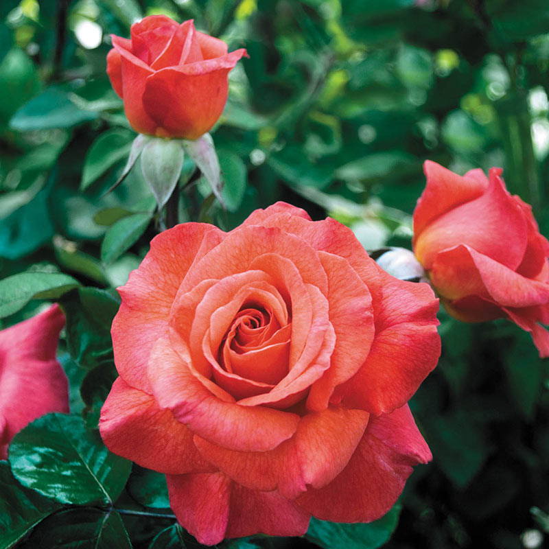 Sedona Hybrid Tea Rose