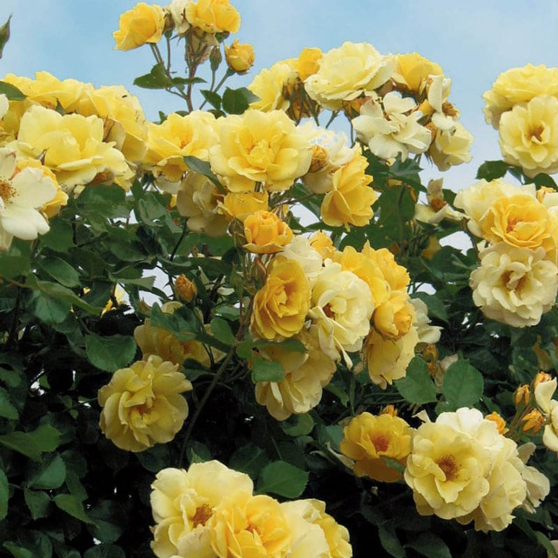 Sky's the Limit Climbing Rose