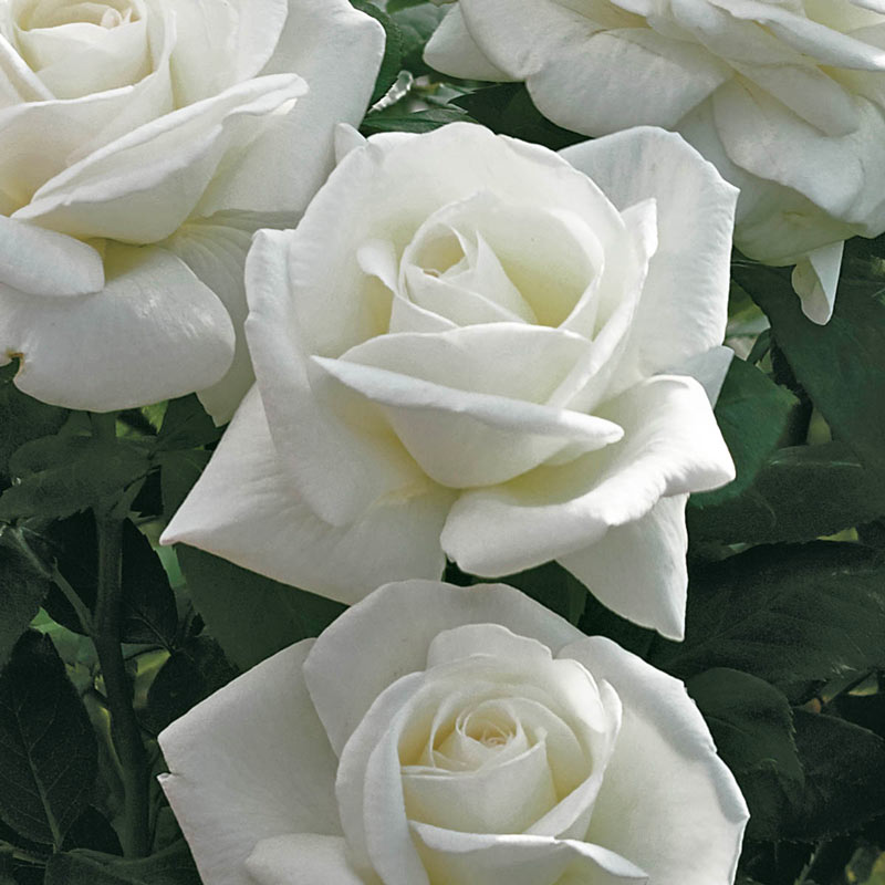 Sugar Moon Hybrid Tea Rose