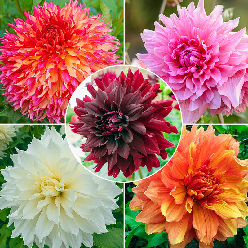 Bouquet Builder's Dahlia Collection