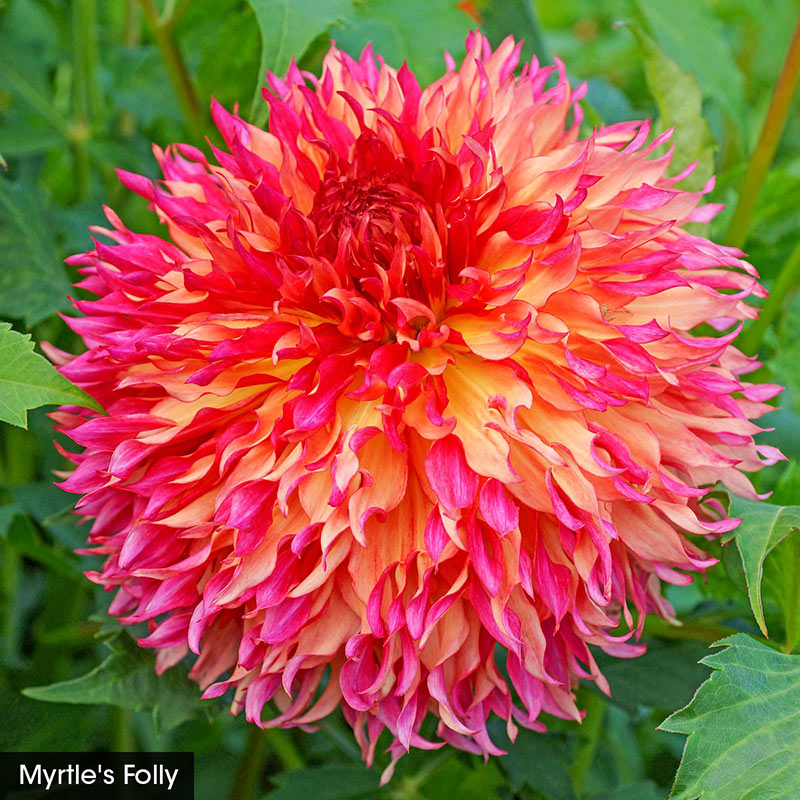 Bouquet Builder's Dahlia Collection