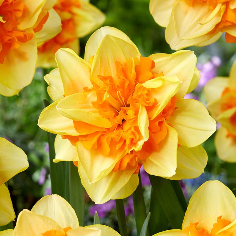 Suncatcher Double Daffodil - Shop Daffodil Bulbs