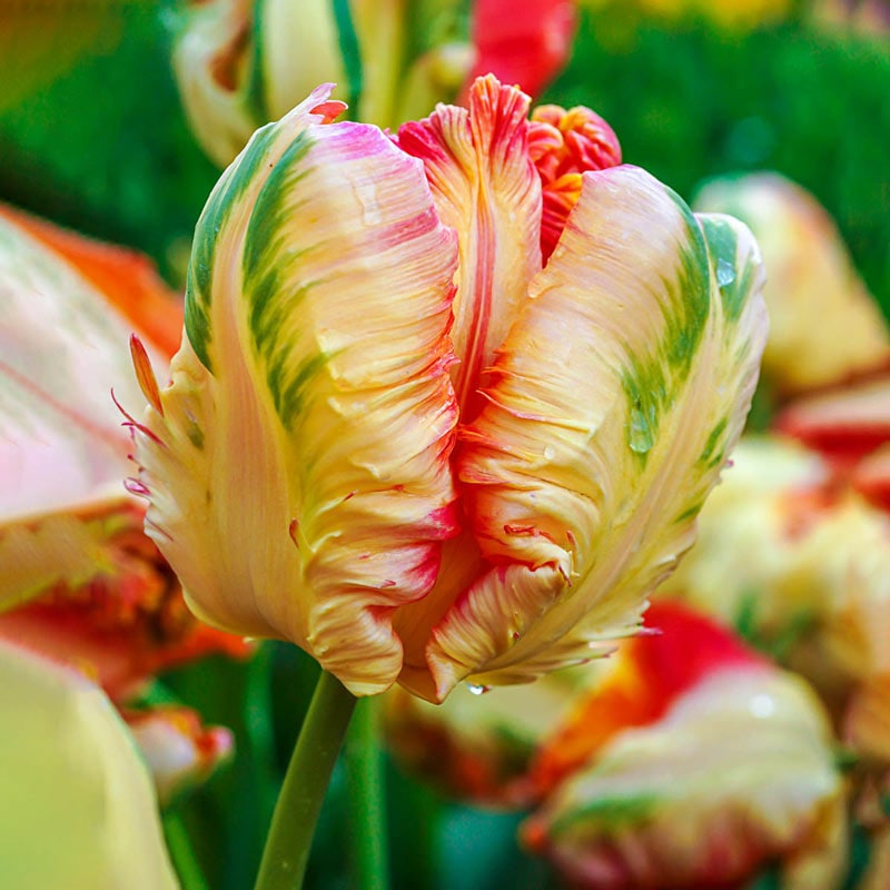 Blushing Parrot Tulip - Shop Triumph Tulips