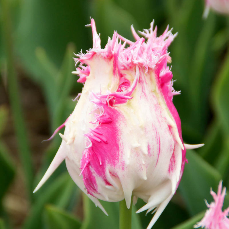 Drakensteyn Tulip - Shop Fringed Tulips