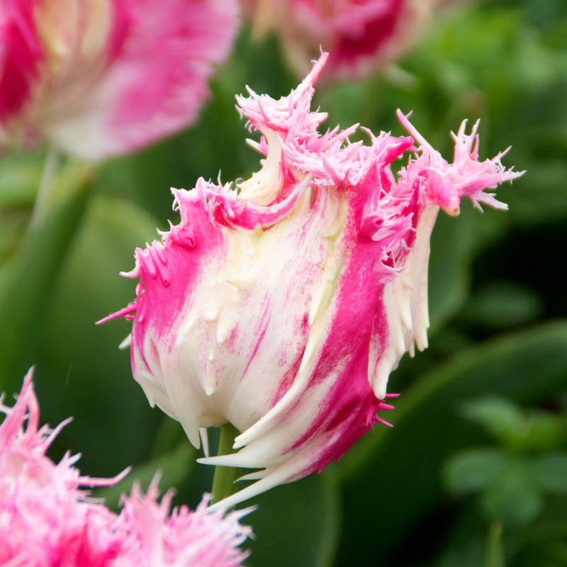 Drakensteyn Tulip - Shop Fringed Tulips