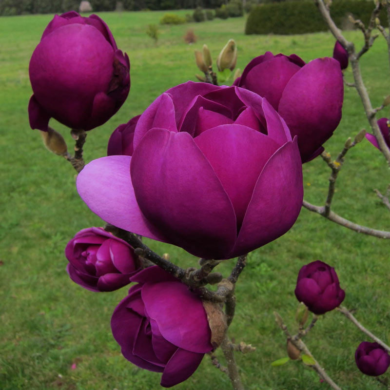 Black Tulip Magnolia Tree - Shop Trees