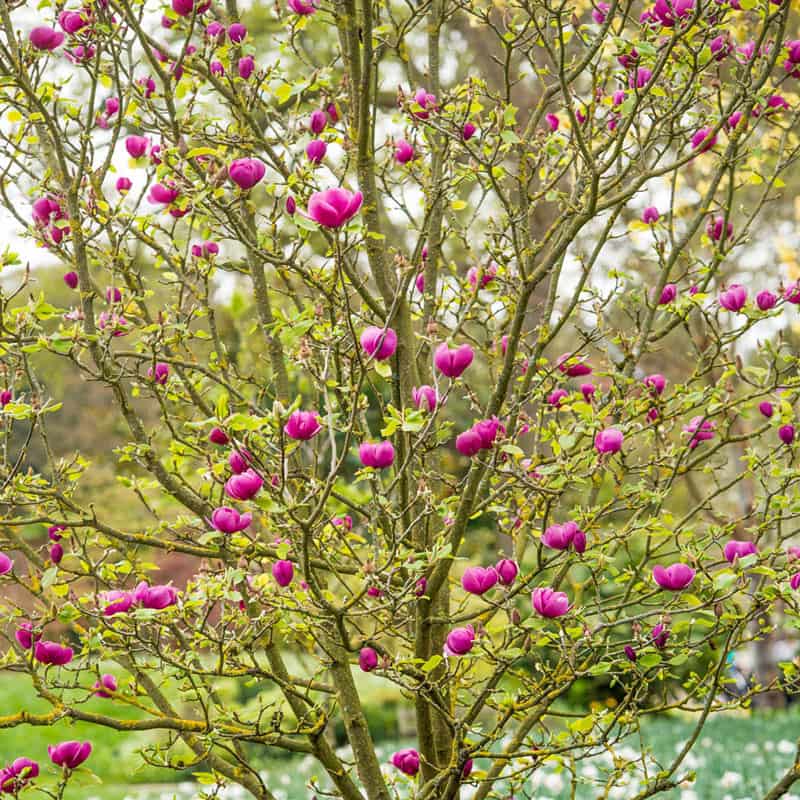 Black Tulip Magnolia Tree - Shop Trees