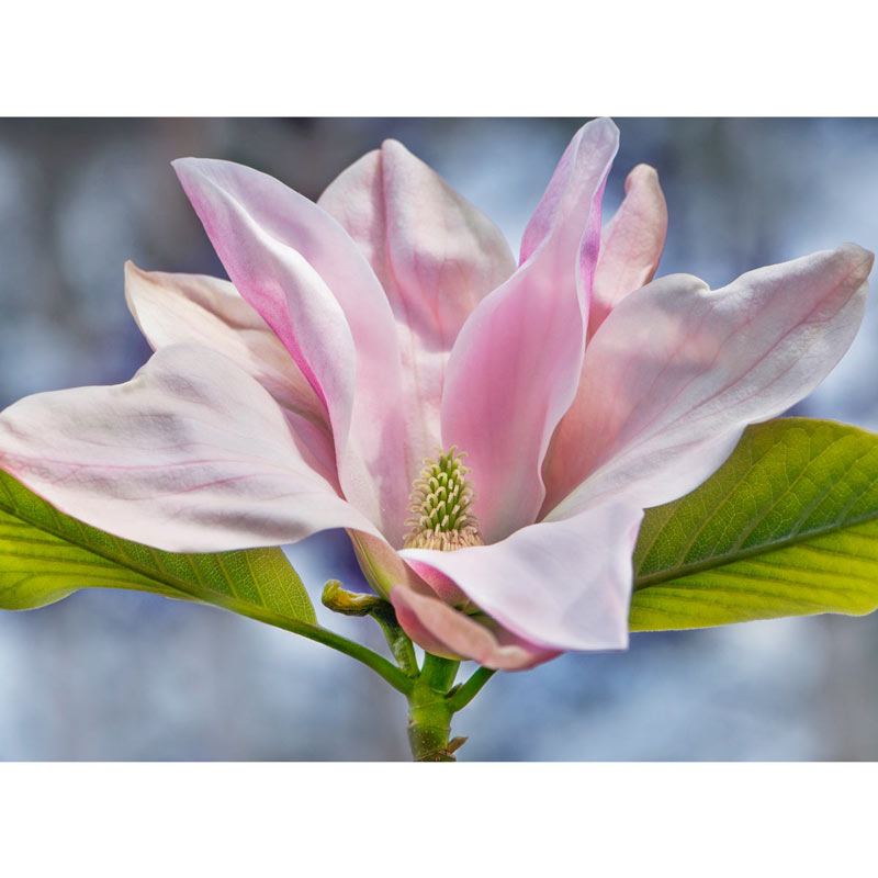 Daybreak Magnolia - Shop Magnolias