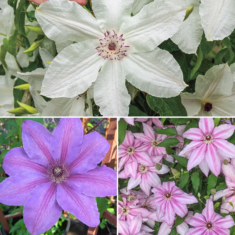 Colossal Clematis Collection — Shop Clematis Vines