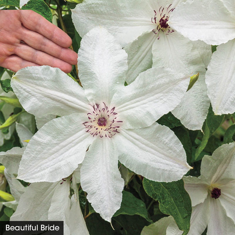 Colossal Clematis Collection — Shop Clematis Vines