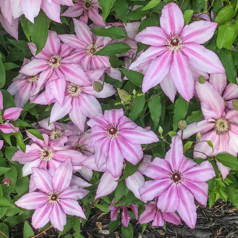 Clematis John Warren — Shop Clematis