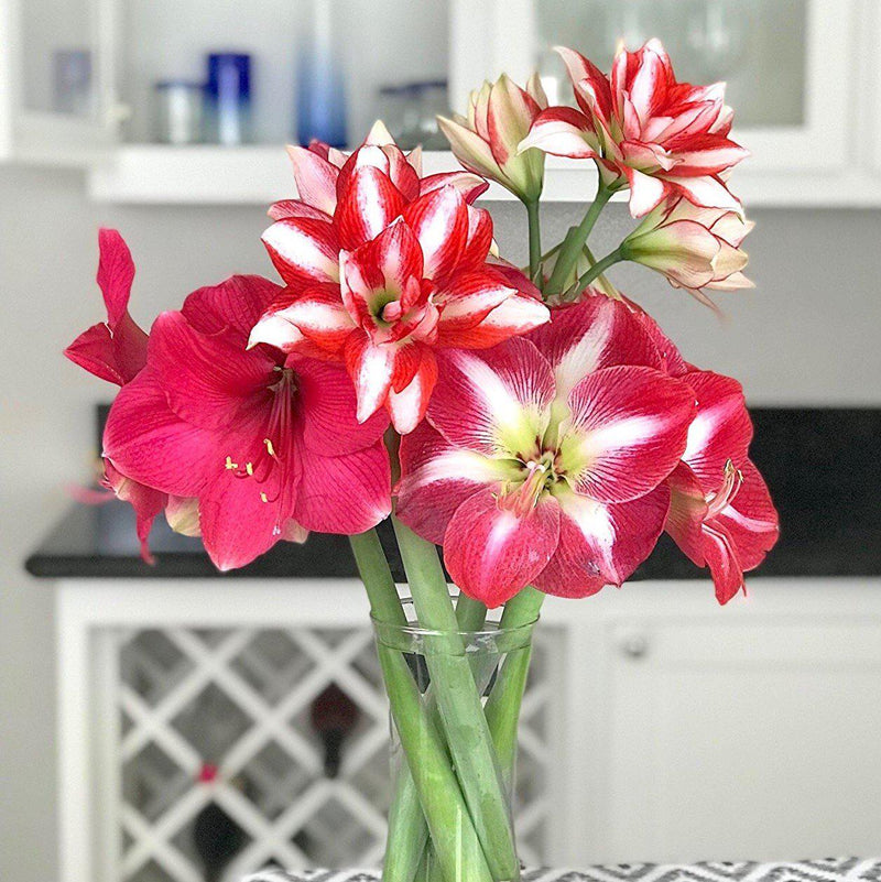 Amaryllis Magic Medley Mix Trio