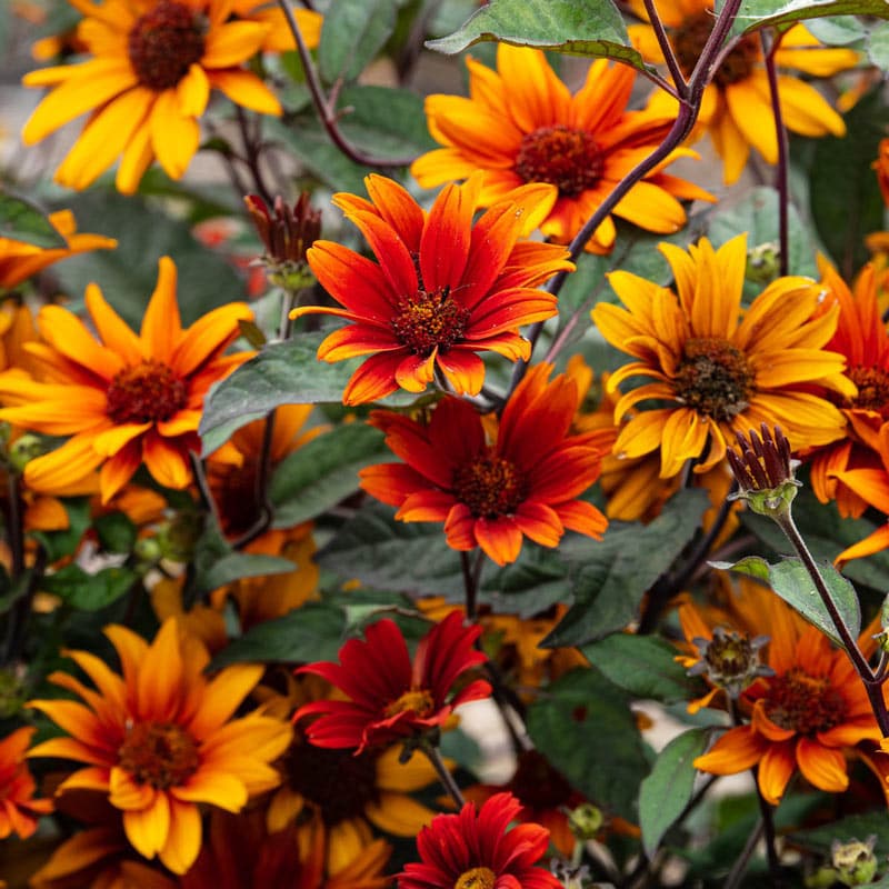 Bleeding Hearts Heliopsis - Shop Wildflowers