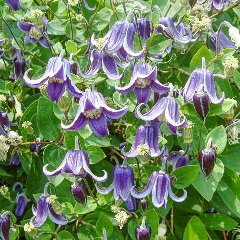 Clematis Fascination — Shop Rare Clematis