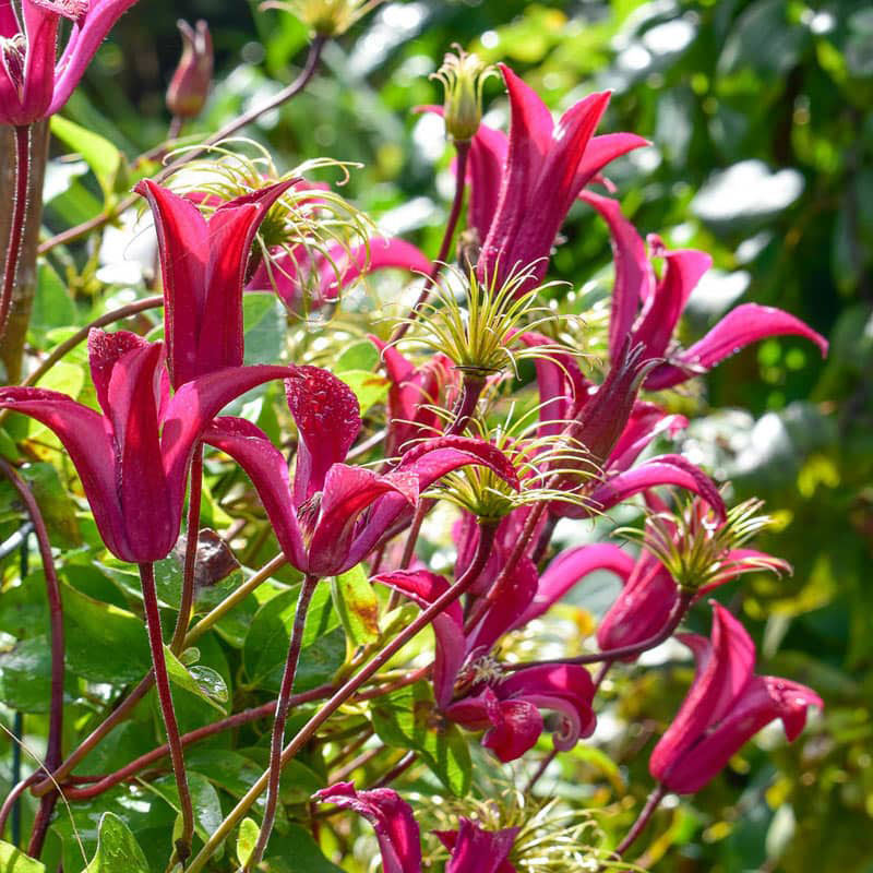 Clematis Gravetye Beauty — Shop Clematis