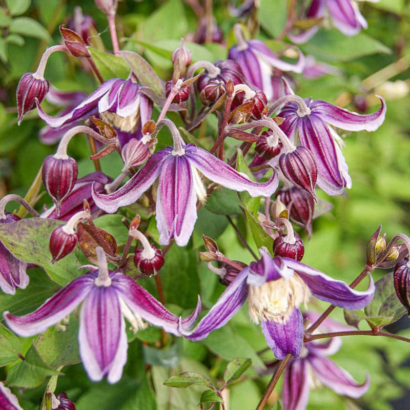 Clematis Jan Fopma — Shop Rare Clematis