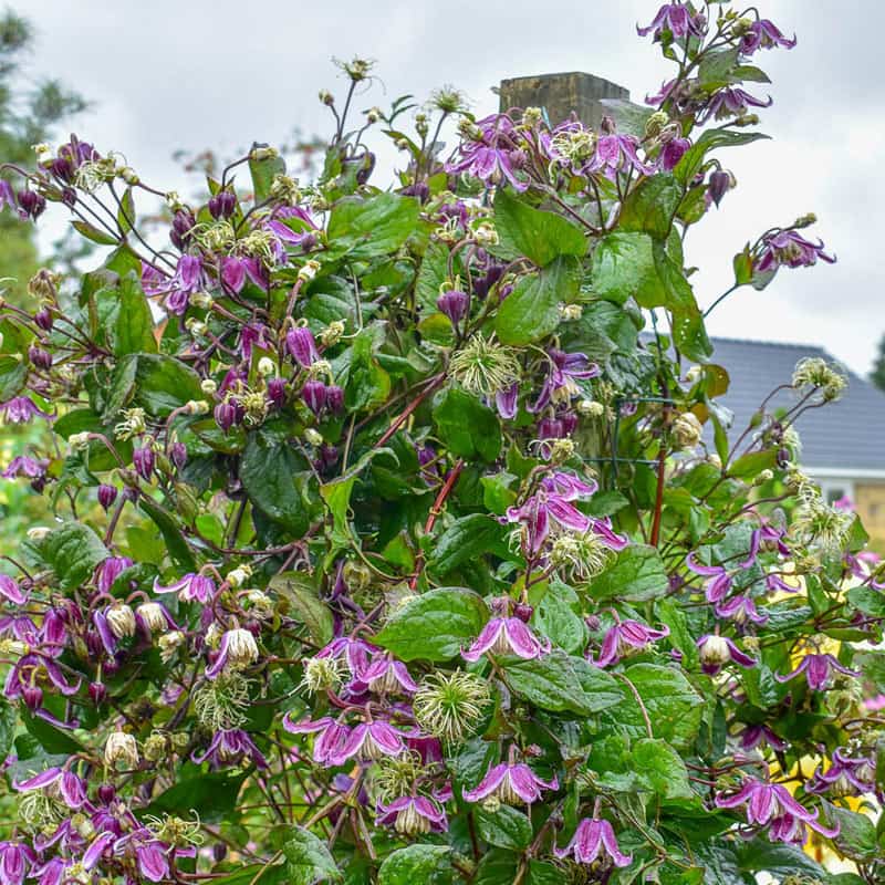 Clematis Jan Fopma — Shop Rare Clematis