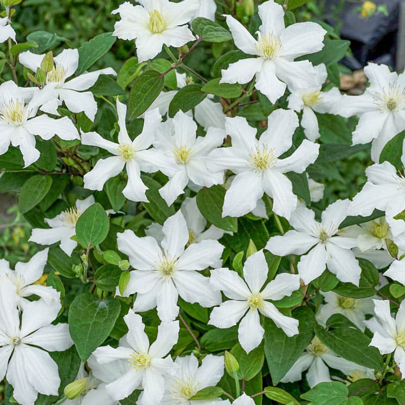 Clematis White Arabella — Shop Clematis