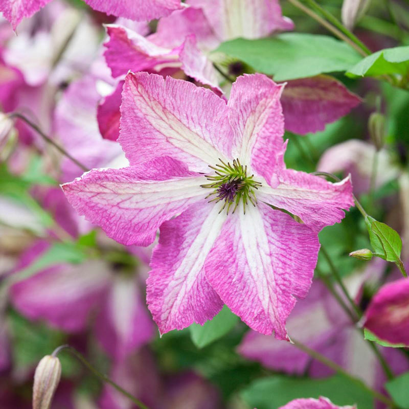 Clematis I Am Happy- Shop Clematis