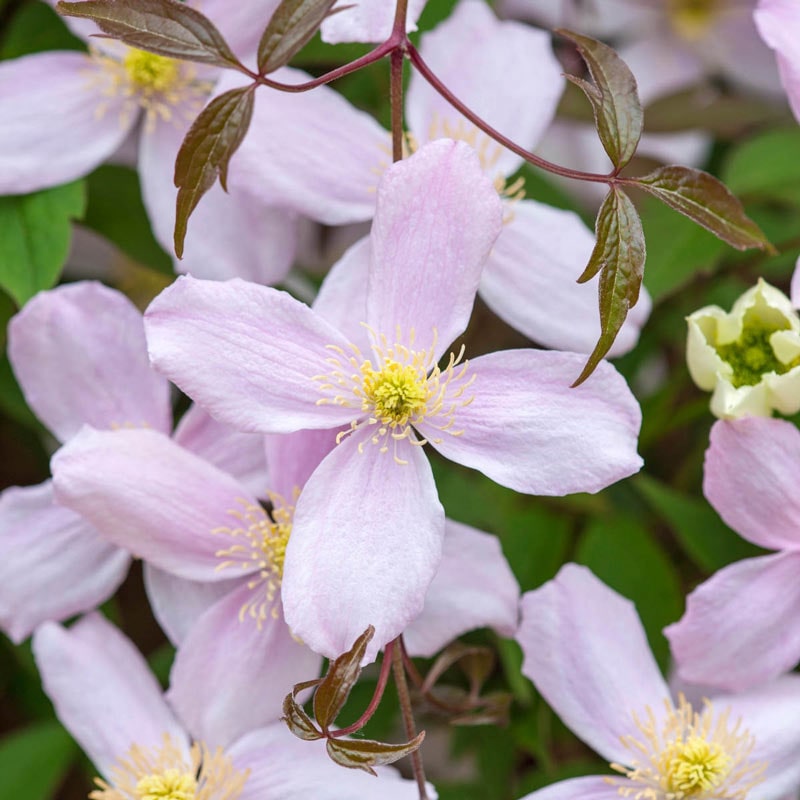 Clematis Pink Perfection Montana - Shop Clematis