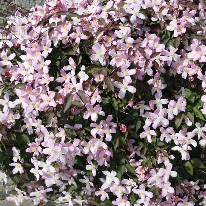 Clematis Pink Perfection Montana - Shop Clematis