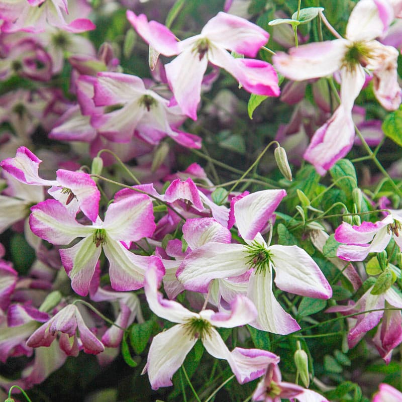 Clematis I Am Lady Q - Shop Clematis