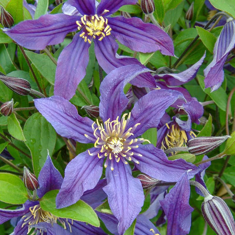 Clematis Mississippi River - Shop Clematis