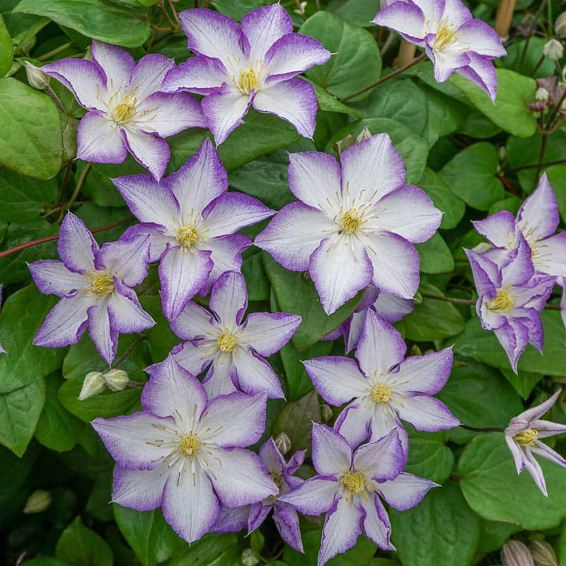 Clematis Lucky Charm - Shop Clematis