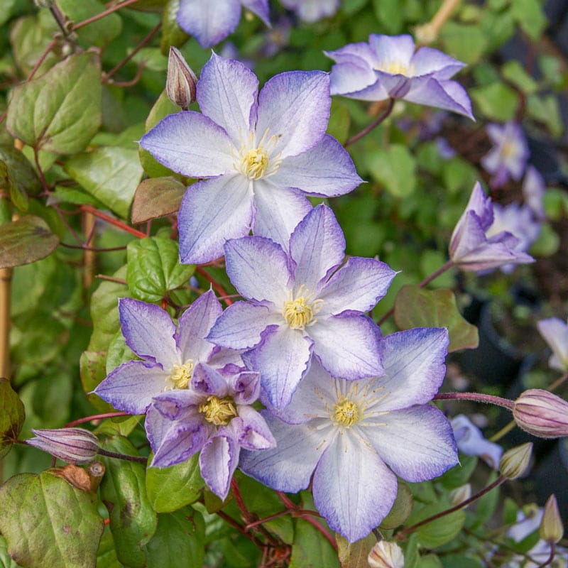 Clematis Lucky Charm - Shop Clematis