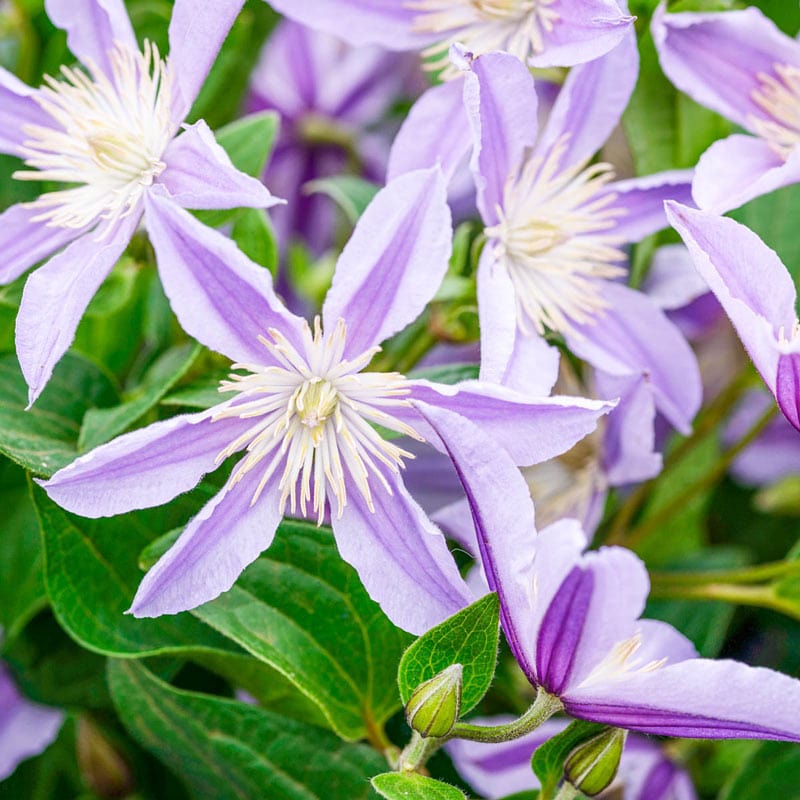 Clematis Star River - Shop Clematis