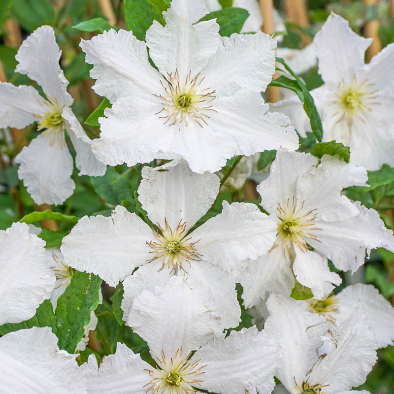 Clematis Prince George - Shop Clematis