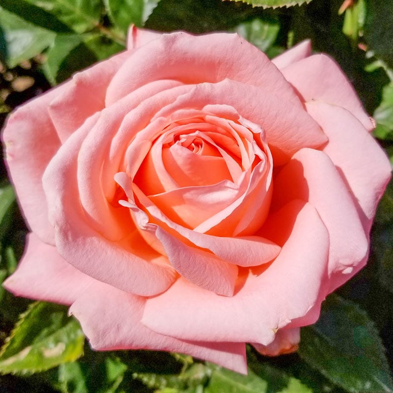 Heavenly Scented Hybrid Tea Rose - Shop Roses