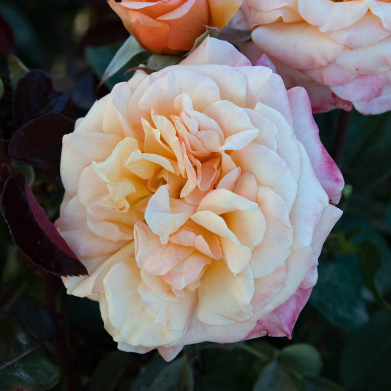 Morning Glow Floribunda Rose - Shop Roses