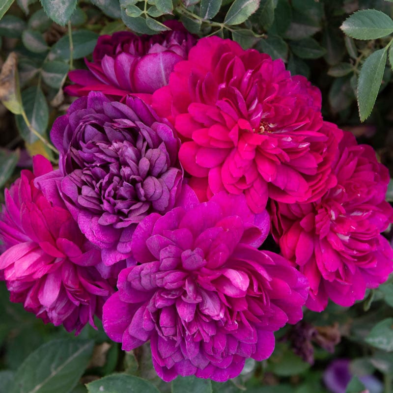 Sultry Night Shrub Rose - Shop Roses
