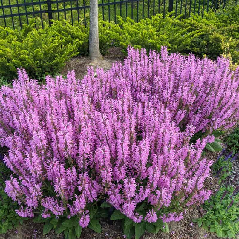 Moulin Rouge Salvia - Shop Salvia