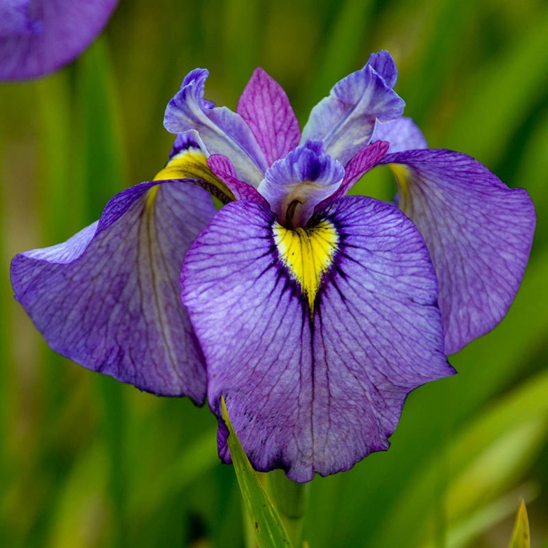 Shiryukyo Pseudata Iris