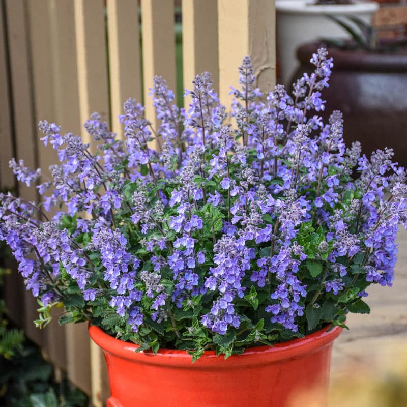 Picture Purrfect Nepeta - Shop Catmint