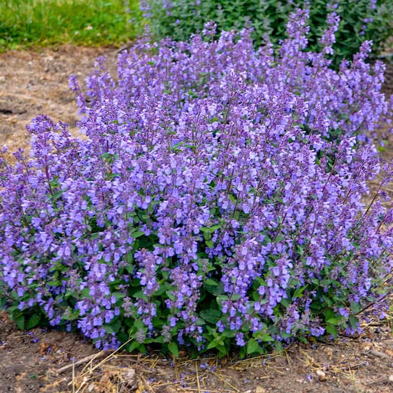 Picture Purrfect Nepeta - Shop Catmint