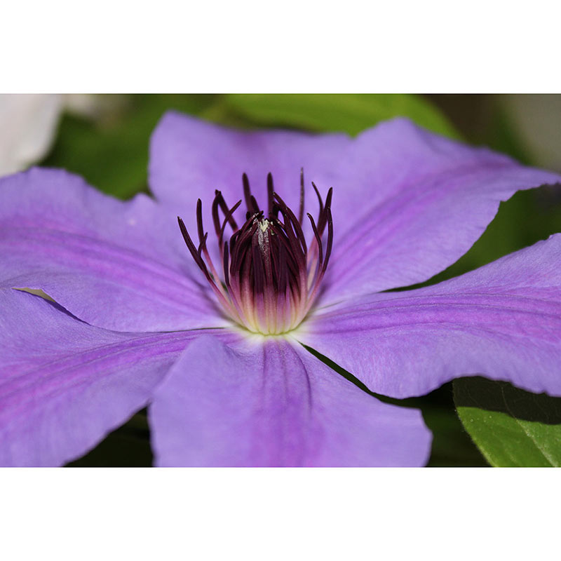 Clematis Ilka - Shop Clematis