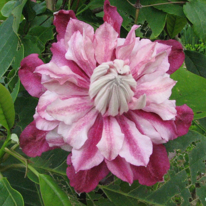 Patricia Ann Fretwell Clematis - Shop Clematis