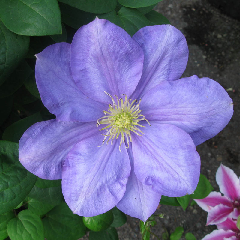 Clematis Kasugai - Shop Clematis