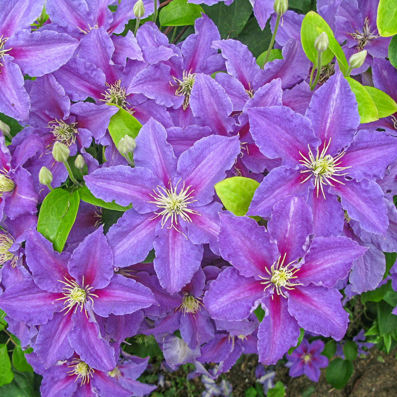 Clematis Ristimagi - Shop Clematis