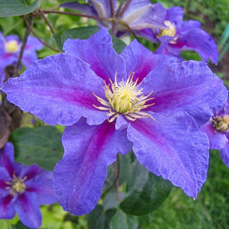 Clematis Ristimagi - Shop Clematis