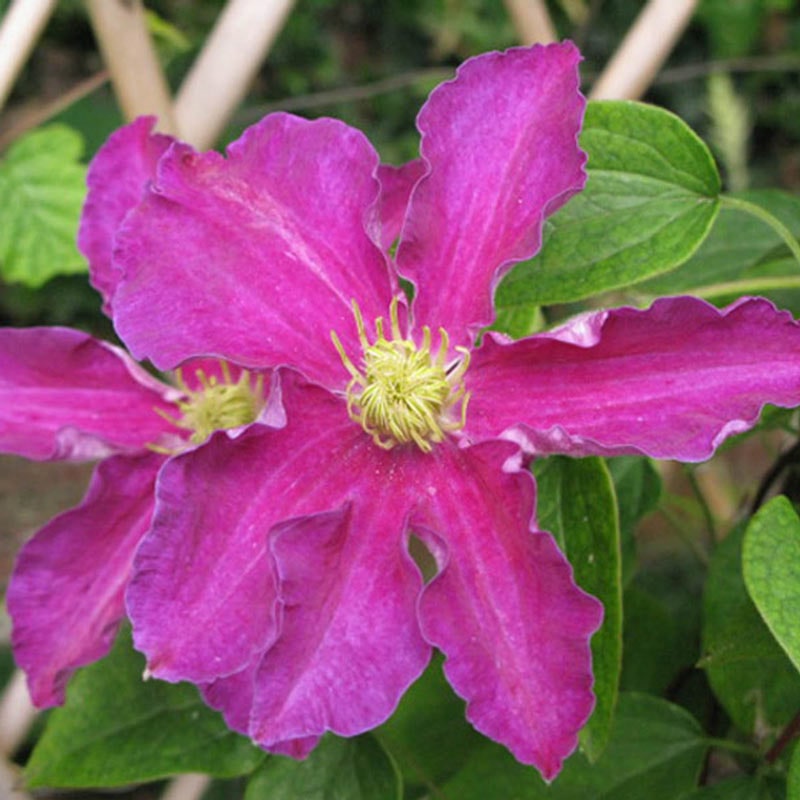 Clematis Rituaal - Shop Clematis