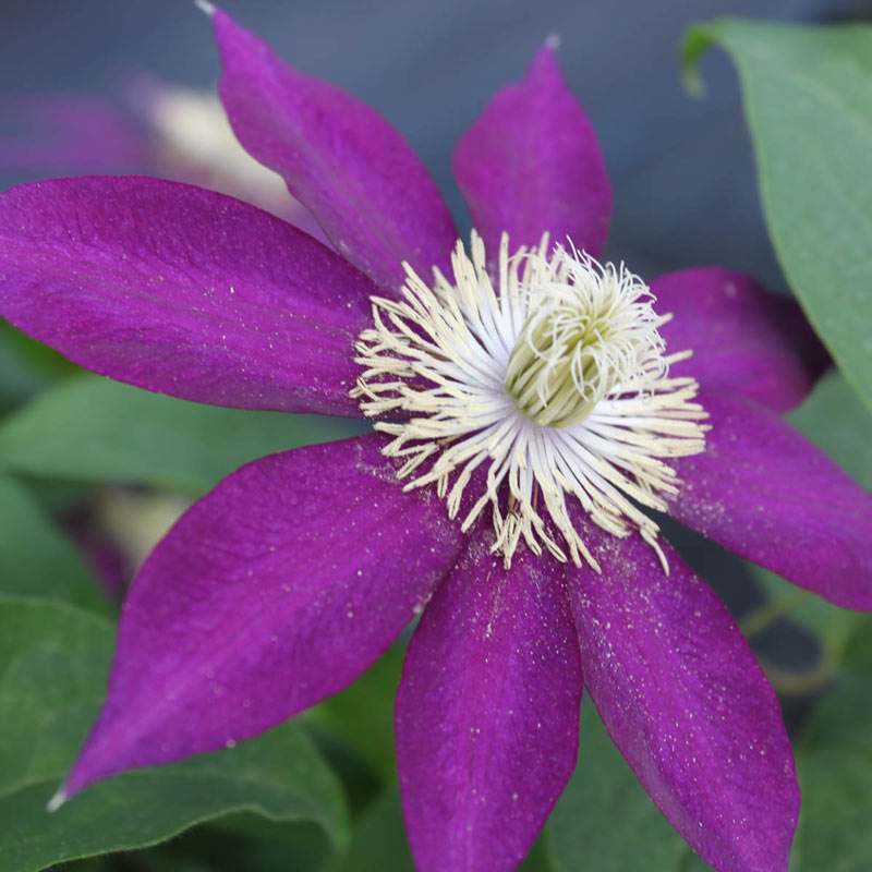 Clematis Mrs. Yuki - Shop Clematis