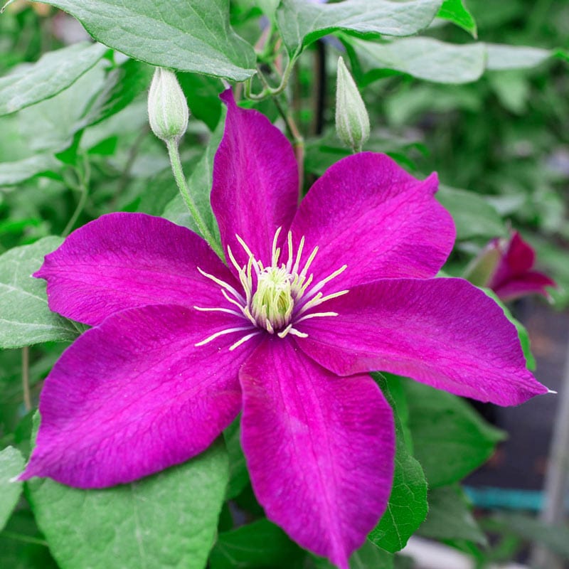 Clematis Minipuna - Shop Clematis