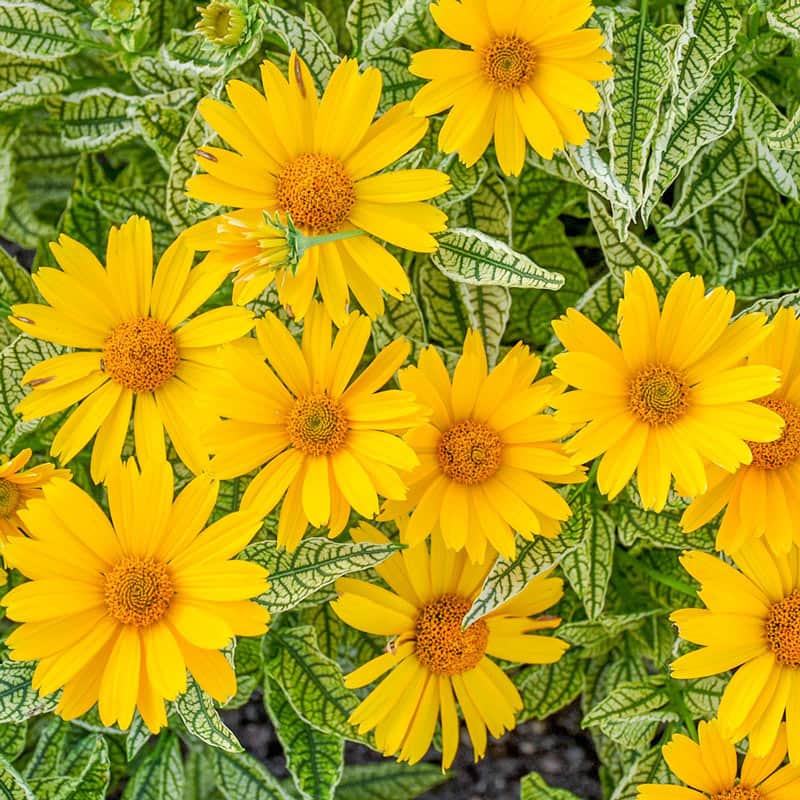 Sunstruck Heliopsis - Shop Heliopsis