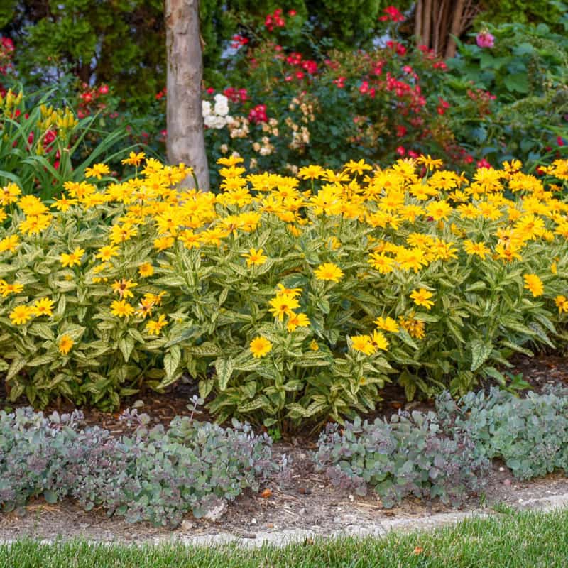 Sunstruck Heliopsis - Shop Heliopsis