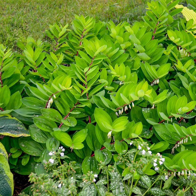 Ruby Slippers Solomon's Seal - Shop Solomon's Seal